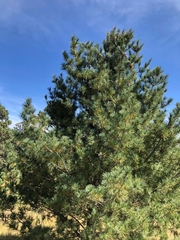 Pinus stylesii