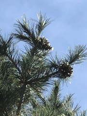 Pinus stylesii