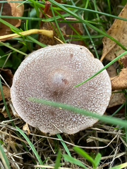 Cortinarius hemitrichus