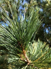 Pinus stylesii