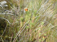 Ursinia quinquepartita