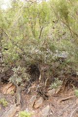 Euclea natalensis capensis