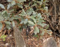 Euclea natalensis capensis