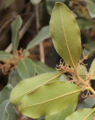 Euclea natalensis capensis