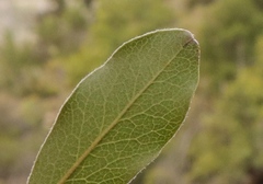 Euclea natalensis capensis