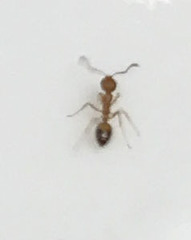 Monomorium pharaonis