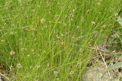 Eleocharis tenuis