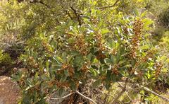 Euclea natalensis capensis