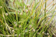 Eleocharis tenuis