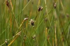 Eleocharis tenuis