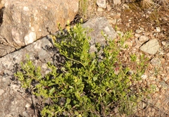 Pegolettia baccaridifolia