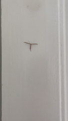 Emmelina monodactyla