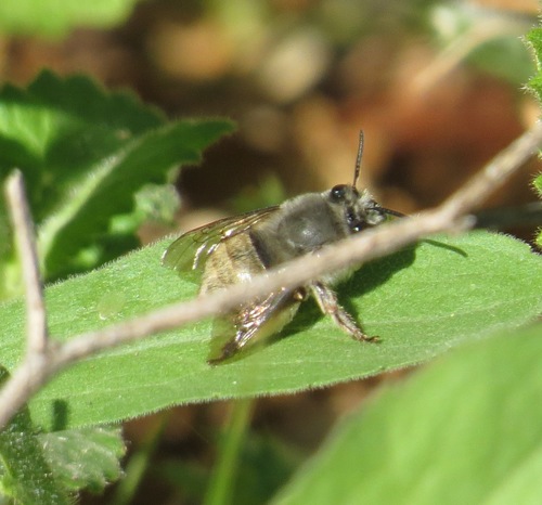 iNaturalist observation photo of California Mountain-Digger