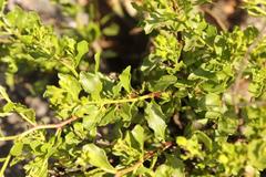 Pegolettia baccaridifolia