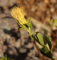 Pegolettia baccaridifolia