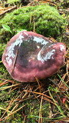 Russula