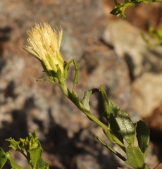 Pegolettia baccaridifolia