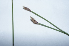 Eleocharis tenuis