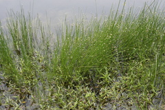 Eleocharis tenuis