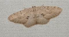 Poecilasthena scoliota