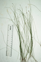 Eleocharis tenuis
