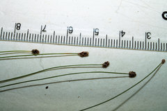 Eleocharis tenuis