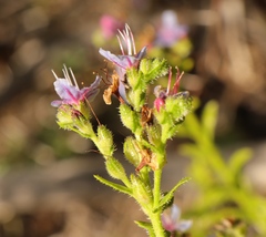 Lobostemon paniculatus