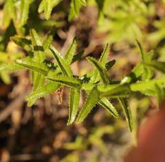 Lobostemon paniculatus
