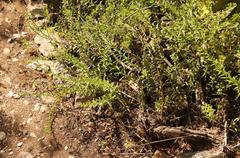 Lobostemon paniculatus