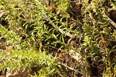 Lobostemon paniculatus