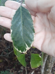 Polyscias guilfoylei