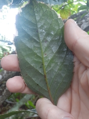 Polyscias guilfoylei