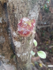 Polyscias guilfoylei