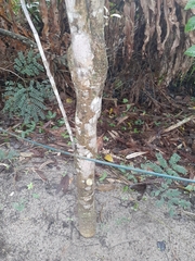 Polyscias guilfoylei