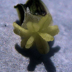 Elodea nuttallii