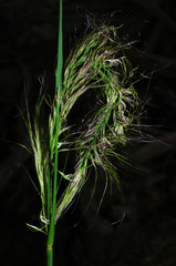 Austrostipa breviglumis