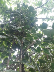 Polyscias guilfoylei