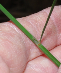 Austrostipa breviglumis