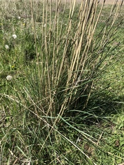 Thinopyrum intermedium