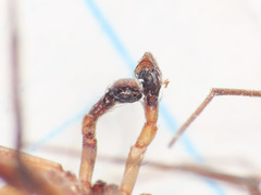 Philodromus collinus