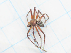 Philodromus collinus