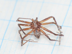 Philodromus collinus