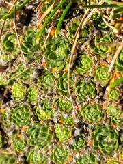 Draba dedeana
