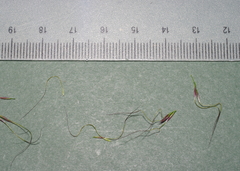 Austrostipa breviglumis