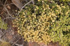 Pegolettia baccaridifolia
