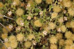 Pegolettia baccaridifolia