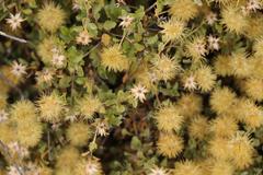 Pegolettia baccaridifolia