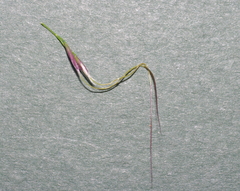 Austrostipa breviglumis