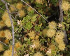 Pegolettia baccaridifolia