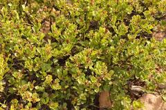 Pegolettia baccaridifolia